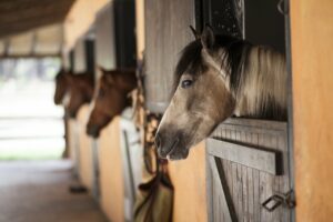 What to Include in Your Horse Barn